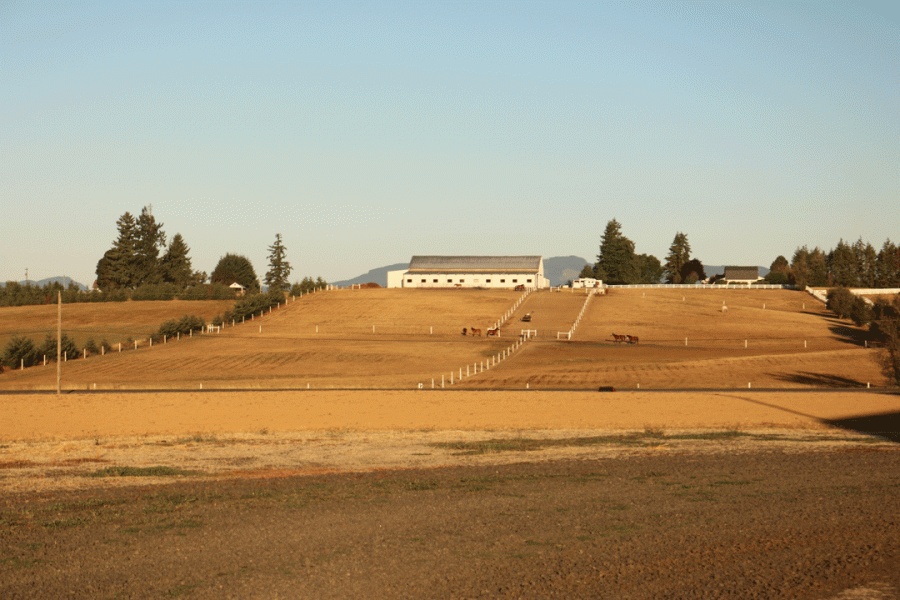 Horses across the road